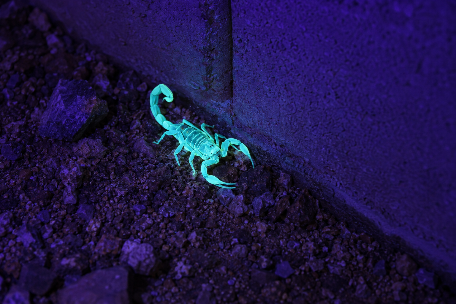 Scorpion glowing blue-green under a blacklight in a gravel bed at the base of a block wall