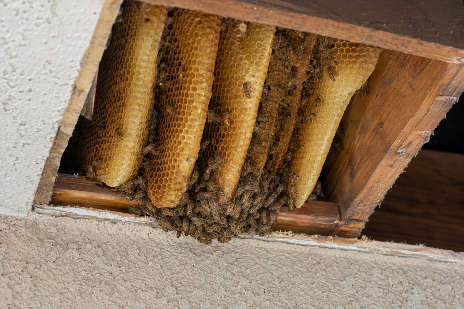 bee hive comb inside a wall