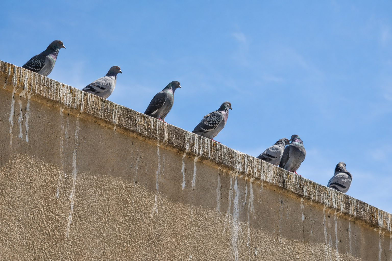 Pigeons roosting on a stucco parapet ledge