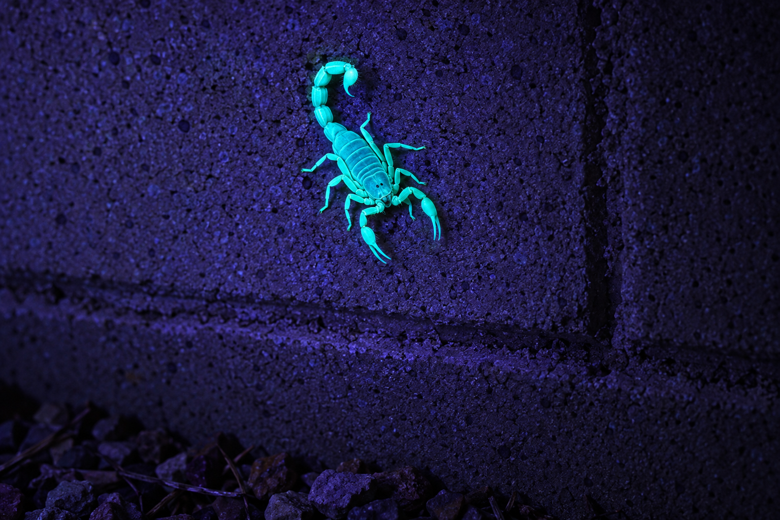 Bark scorpion glowing on a concrete block wall under ultraviolet light at night